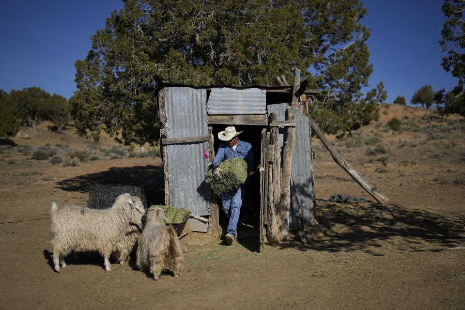 Jay Begay carries hay from a shack at his home Sunday, April 9, 2023, in the community of Rocky Ridge, Ariz., on the Navajo Nation. Begay uses hay to supplement grazing. Climate change, permitting issues and diminishing interest among younger generations are leading to a singular reality: Navajo raising fewer sheep. (AP Photo/John Locher)