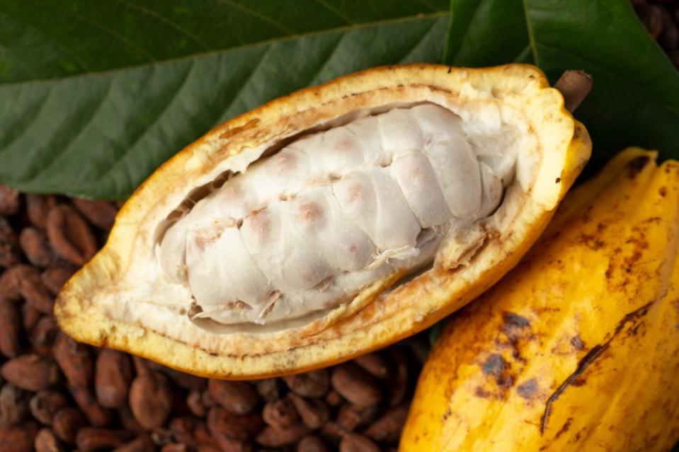 A ripe cacao pod kaiskynet – stock.adobe.com