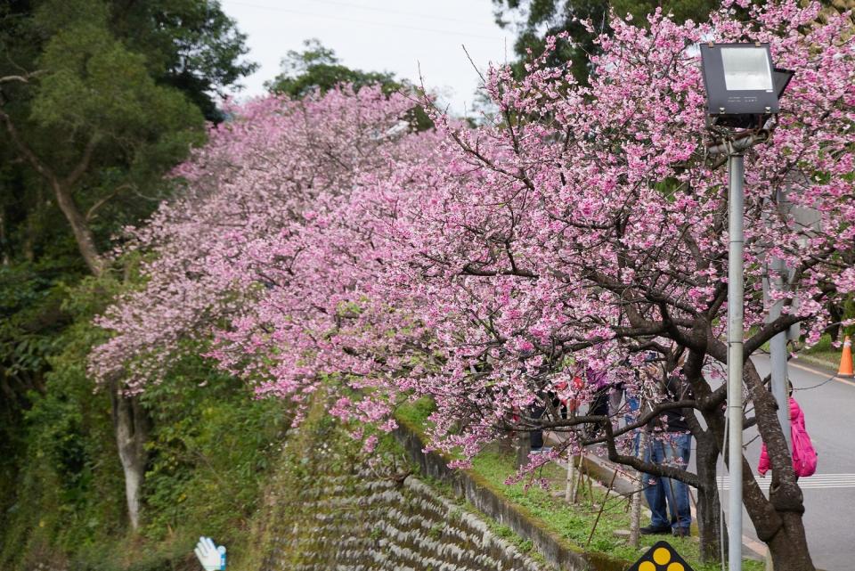新烏路上的花園新城櫻花繽紛又唯美。   圖：新北市景觀處提供