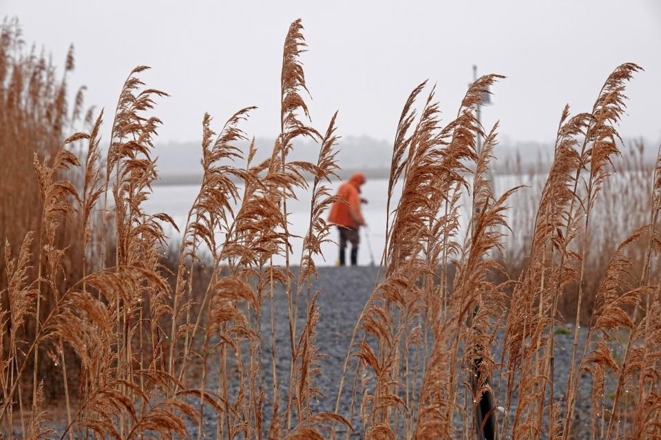 Phragmites growing on the shores of Prime Hook National Refuge frame a fisherman in the distance as he prepares his pole.