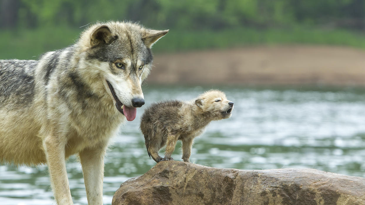 Gray wolf with pup beside a body of water