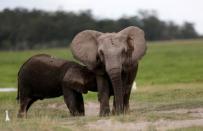 An elephant breastfeeds its young one at the Amboseli National Park, southeast of Kenya's capital Nairobi, April 25, 2016. REUTERS/Thomas Mukoya/File Photo