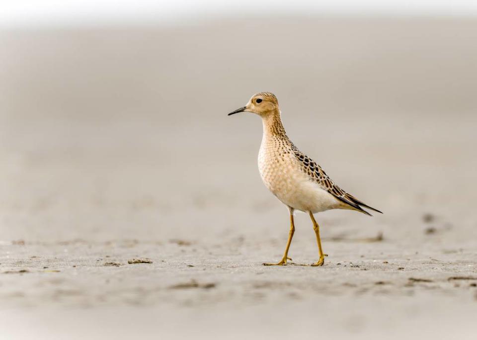 A buff-breasted sandpiper walks on the beach at Willapa National Wildlife Refuge on the southern Washington coast, Sept. 11, 2022.