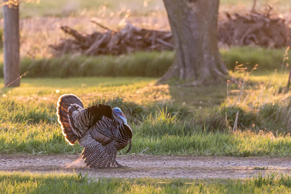 A strutting tom turkey in a two track.