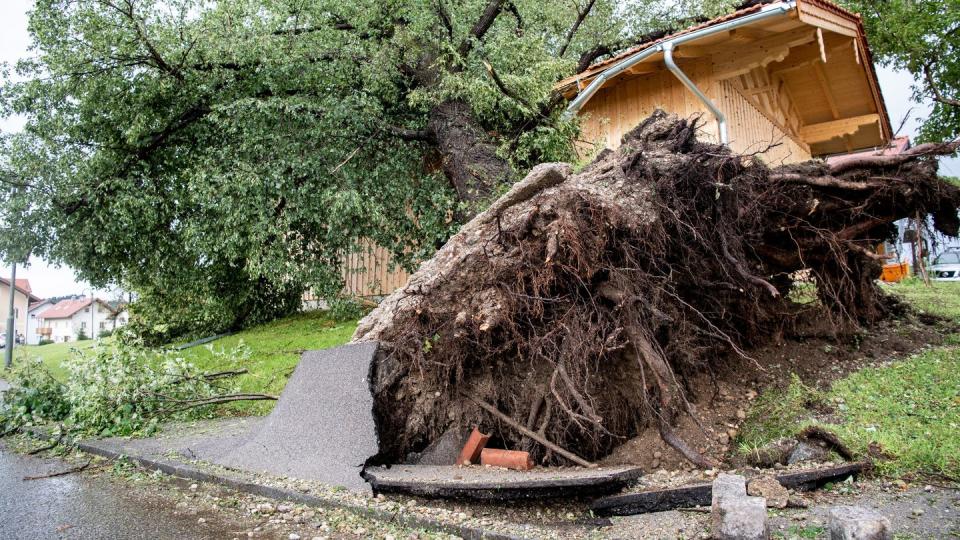 Starker Wind hat in Halfing einen massiven Baum entwurzelt.