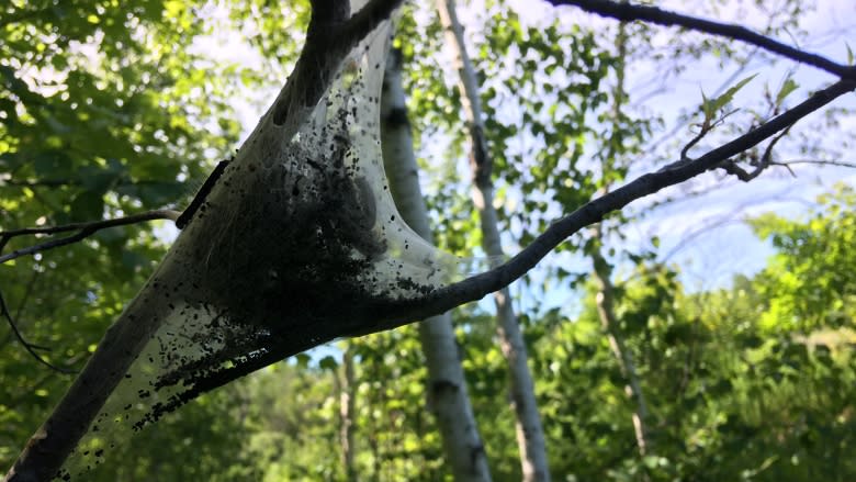 Tent caterpillars: What you need to know about Ottawa's insect invaders