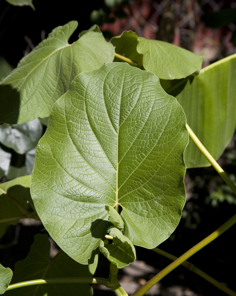 La hoja santa tiene un sabor dulce y ligeramente anisado, y se puede comer en guisos o también en licuados o infusiones. Foto: Getty Images