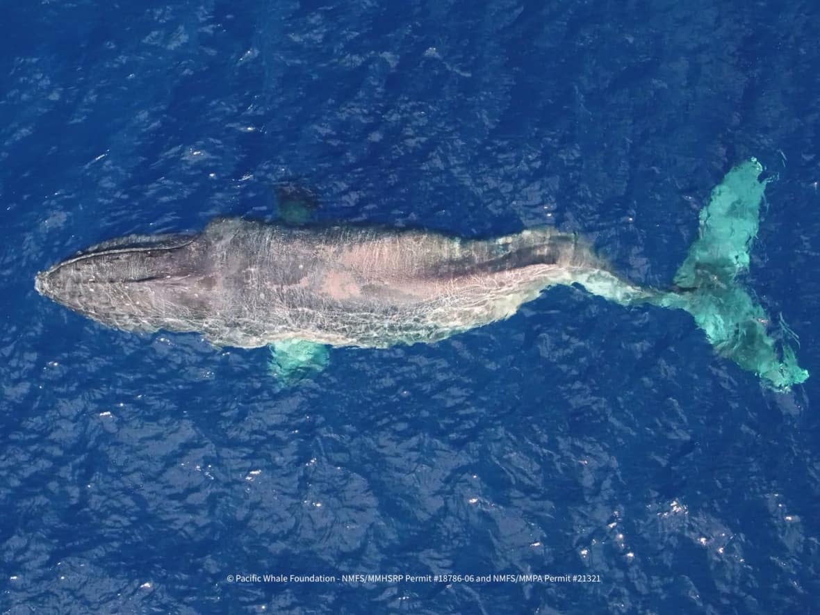 American researchers helped to confirm that a female humpback with a severe spinal injury recently photographed off the coast of Maui is the same whale spotted in B.C. months ago. (Pacific Whale Foundation provided by B.C. Whales - image credit)