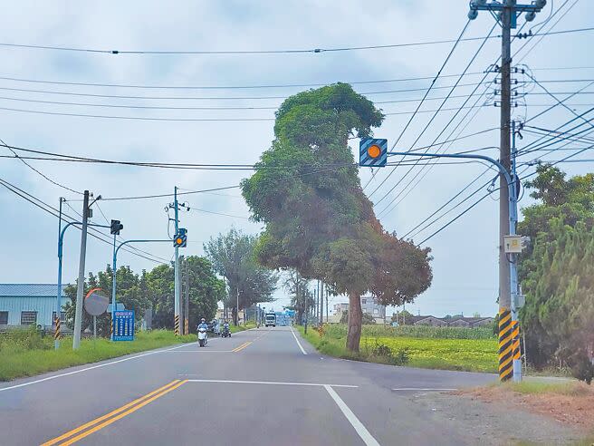 雲縣道154乙是從濁水溪畔到古坑山區最直的道路，雲林縣政府進行第二期拓寬工程，所有管線都要下地，打開天際線，現有芒果樹將移植。（周麗蘭攝）