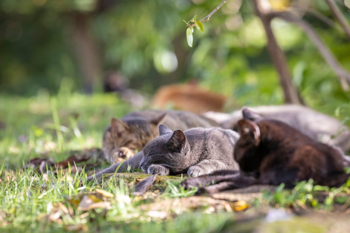 PUERTO RICO-GATOS-CONTROL (AP)