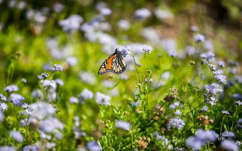 San Antonio and Austin share similar topographies, climate, flora and fauna. Both, for instance, lie right on the migratory routes of the monarch butterfly, like the one here, photographed at the Lady Bird Johnson Wildflower Center.