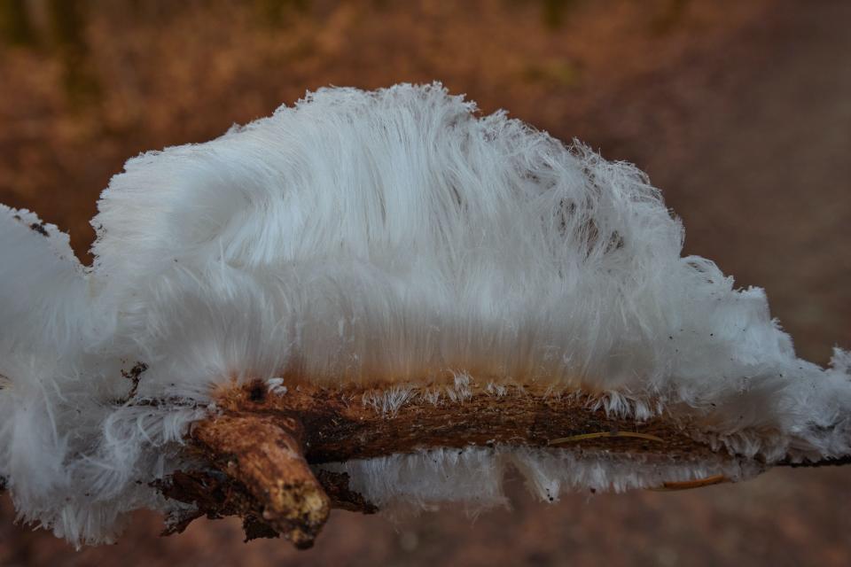 Hair ice in Rheinfelden, Germany.