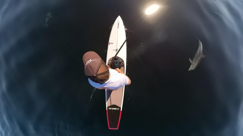 Bill Clements is shown paddleboarding as a pair of dolphins circle beneath him in waters off Dana Point in Southern California in late January.