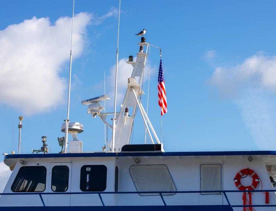 Bird sits on top of the Coral Reef II docked at the Miami River on March 13, 2024. Ashley Miznazi/amiznazi@miamiherald.com