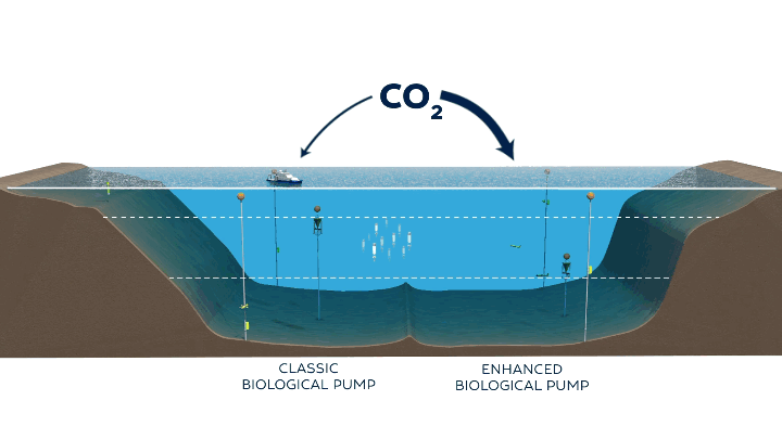 The years indicate how long deposited carbon is expected to remain before the water cycles to the surface. Woods Hole Oceanographic Institution