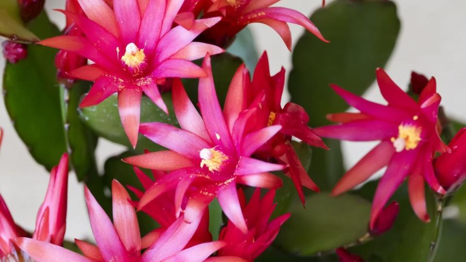 potted easter cactus, with plump round leaf segments, covered in bright pinkish red flowers