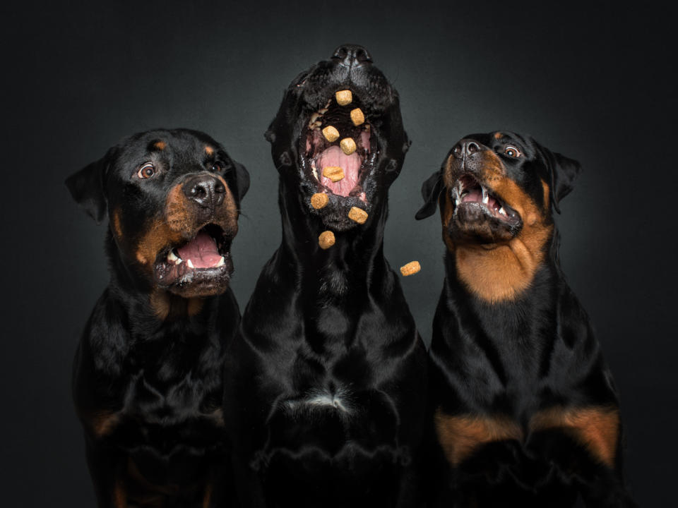 Rottweiler