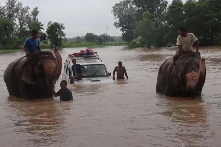 Elephants help rescue tourists from the flooded safari park