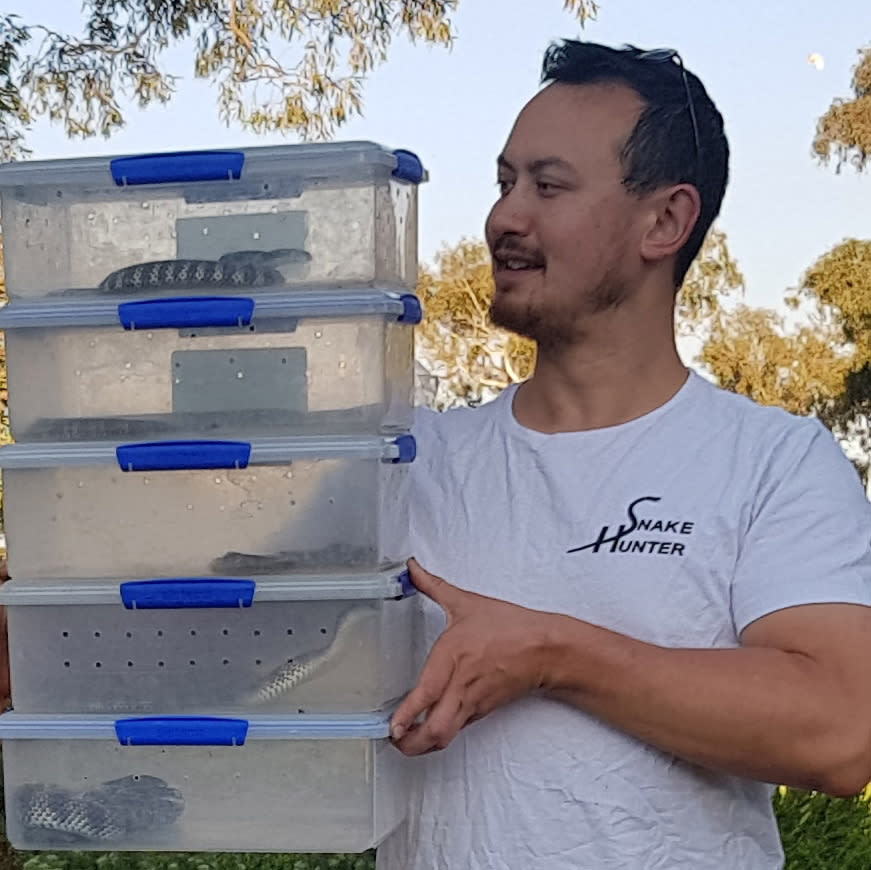 Snake catcher Mark Pelley with the snakes he caught over Christmas Day and Boxing Day. Image: Supplied / Mark Pelley