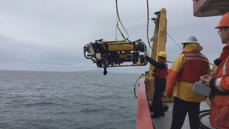 Looking for signs of life in B.C's rare glass sponge reefs
