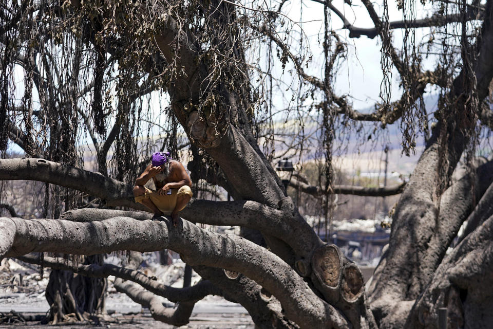 FILE - A man reacts as he sits on the Lahaina historic banyan tree damaged by a wildfire on Friday, Aug. 11, 2023, in Lahaina, Hawaii. After the deadly wildfire that destroyed the historic town of Lahaina this summer, people across the world focused their attention on the green leaves sprouting from the scorched, 150-year-old banyan tree as a symbol of hope. (AP Photo/Rick Bowmer, File)