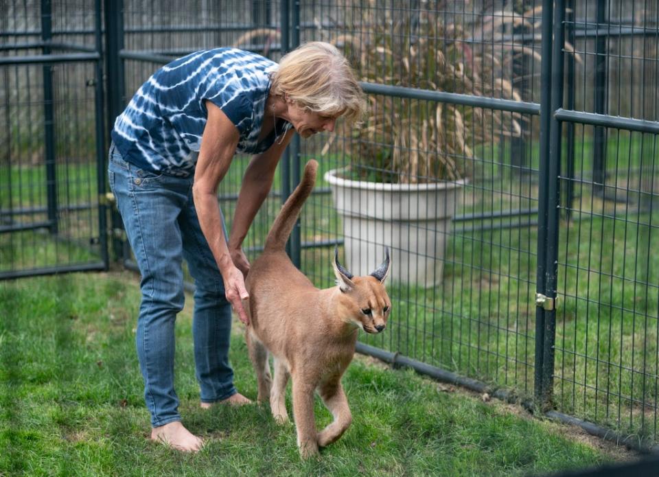 Escaped-African-Cat (ASSOCIATED PRESS)