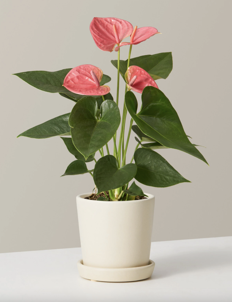 <p><a href="https://go.redirectingat.com?id=74968X1596630&url=https%3A%2F%2Fwww.thesill.com%2Fproducts%2Fpink-anthurium&sref=https%3A%2F%2Fwww.housebeautiful.com%2Flifestyle%2Fg29132632%2Findoor-blooming-plants%2F" rel="nofollow noopener" target="_blank" data-ylk="slk:Shop Now;elm:context_link;itc:0;sec:content-canvas" class="link ">Shop Now</a></p><p>Pink Anthurium</p><p>thesill.com</p><p>$38.00</p><span class="copyright">The Sill</span>
