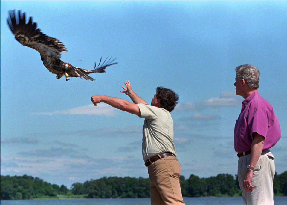 ARCHIVO - El presidente Bill Clinton observa a un águila calva estadounidense, llamada Freedom, mientras es liberada por el biólogo Craig Koppe en la costa de Chesapeake Bay, Maryland, durante una ceremonia por el Día de la Independencia, el 4 de julio de 1996. (AP Foto/Denis Paquin, Archivo)