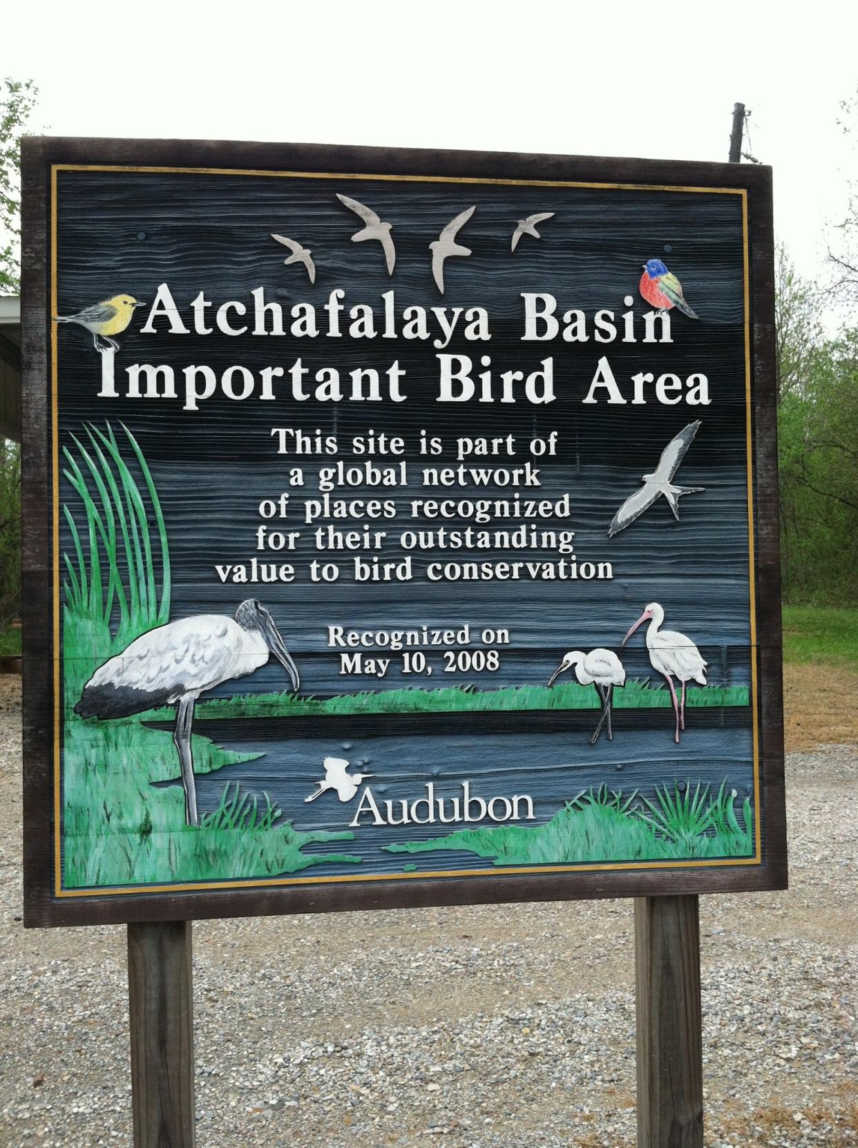 Atchafalaya Basin, fed by pulsed flows off the Mississippi River into the Atchafalaya River in Louisiana, is a critical stop on the Mississippi River flyway used by hundreds of species of birds.