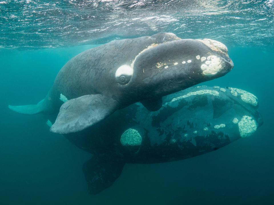 A southern right whale calf and its mother are near the surface, looking towards a camera placed underwater. These whales set themselves apart by their distinctive white callosites around their bow mouths.