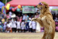 <p>A dog from the K9 Division of the Sri Lanka Army’s Commando Regiment performs during an event to mark International Children?s Day at a school in Welisara, Colombo, Sri Lanka, Oct. 1, 2016. Sri Lanka marks the Children’s Day on Oct. 1 with more emphasis on prevention of child abuse. (Photo: M.A.PUSHPA KUMARA/EPA)</p>