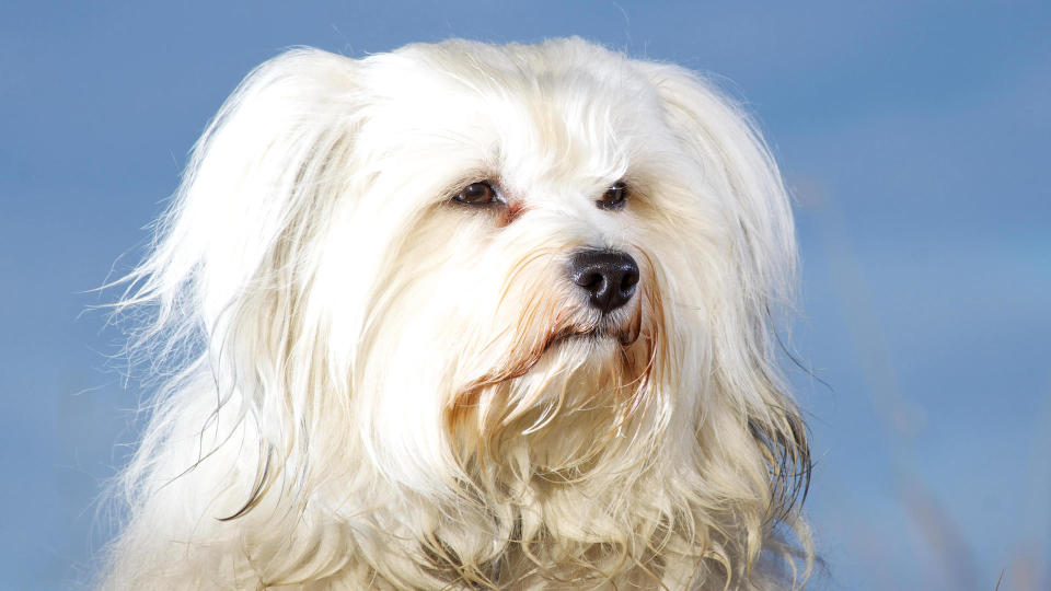 Havanese dog portrait