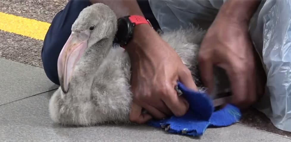 This tiny flamingo strolling around in a pair of blue booties is just as cute as it sounds