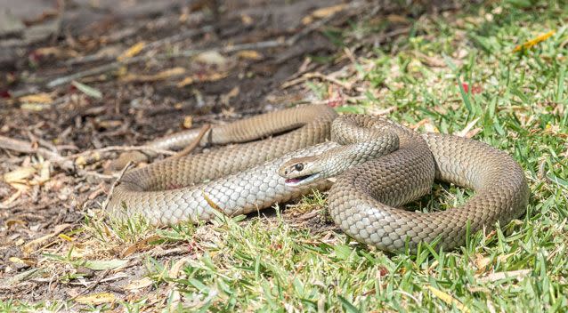 Cooper's owner said he fought a brown snake. Photo: Getty