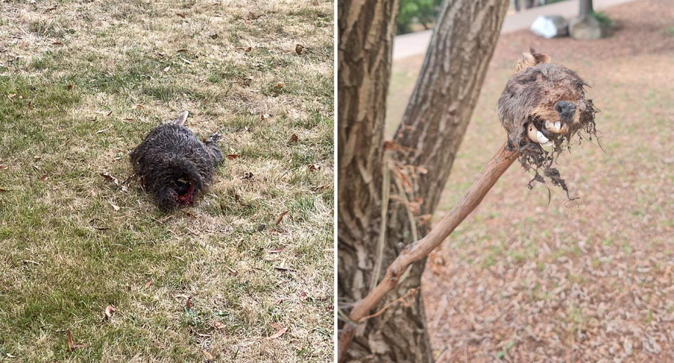 Left - the decapitated wallaby on McKellar street. Right - The impaled head on Molle Street. 