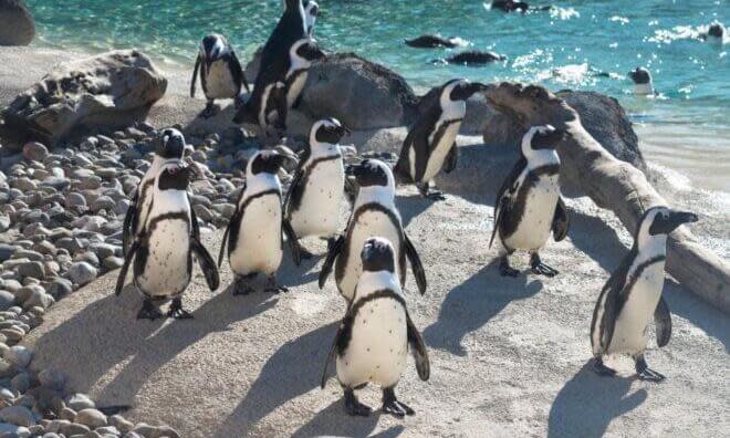 <span>Mr Greedy, far left with the most spots on his belly, with his colony of African penguins at the Maryland zoo.</span><span>Photograph: Courtesy of the Maryland zoo</span>