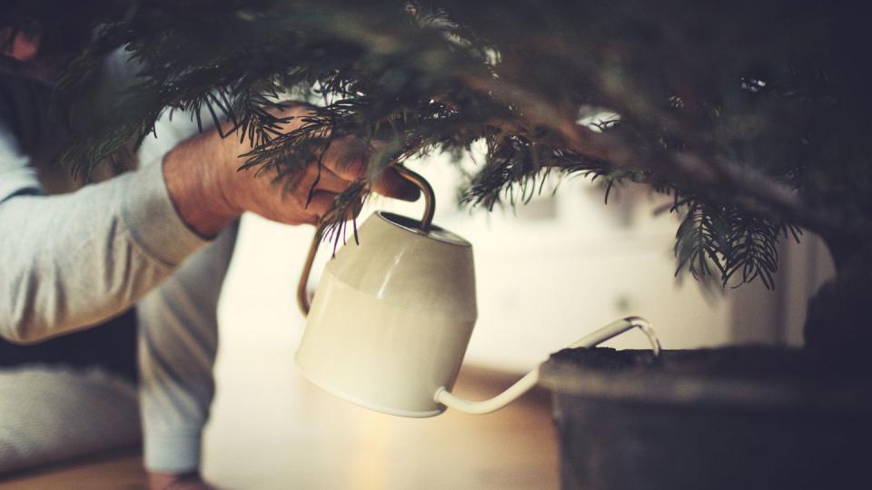 male hands water a potted christmas tree