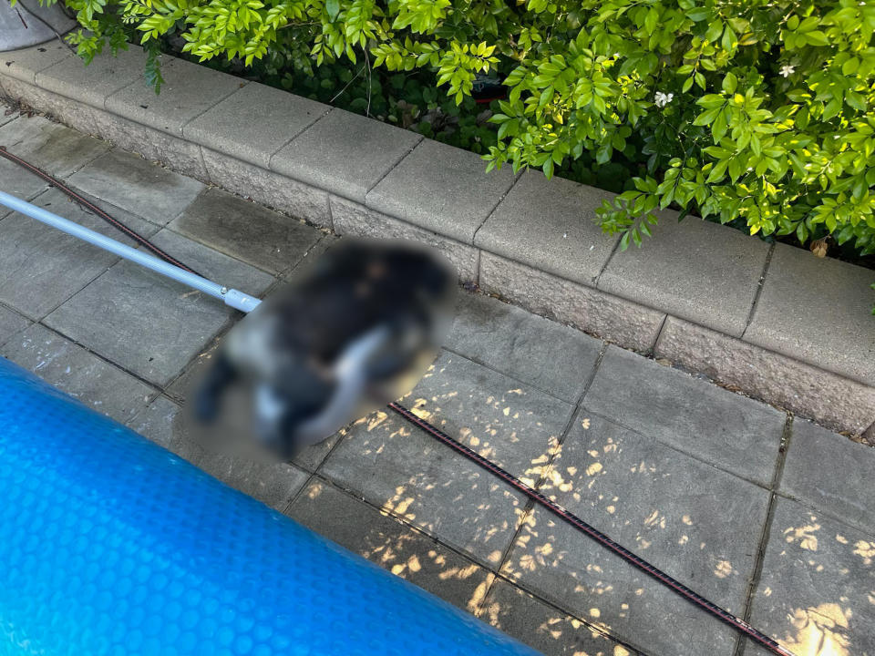 Dead koala lying face down near a pool.