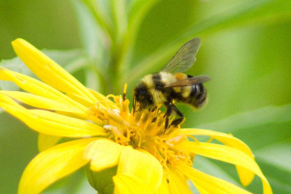 The Endangered Species Act protects the rusty-patched bumble bee, a rarely seen endangered arthropod and pollinator living in Great Smoky Mountains National Park.