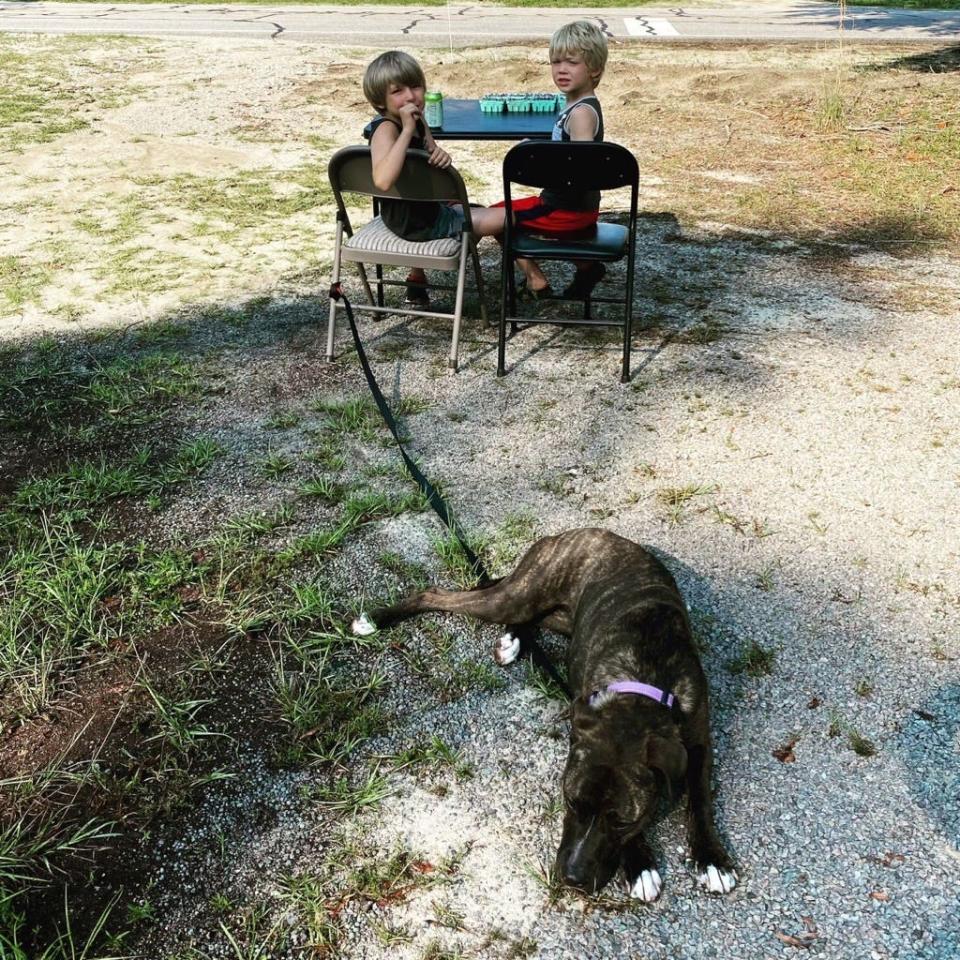 Rhubarb lounges while Willy, 7, and Jackson, 8, run the Crew Family Orchards fruit stand in Wagram.