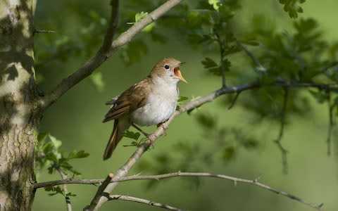 There are now only 5,500 breeding pairs of nightingales in Britain - Credit: Tierfotoagentur / Alamy Stock Photo 