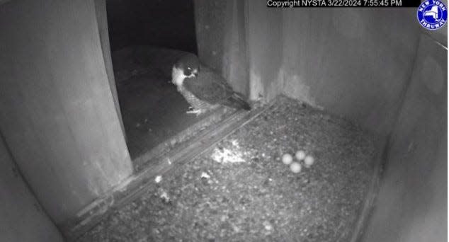 Four peregrine falcon eggs can be seen March 22, 2024, via the New York State Thruway Authority's "falcon cam" set up to observe the Gov. Mario M. Cuomo Bridge falcon nesting box.