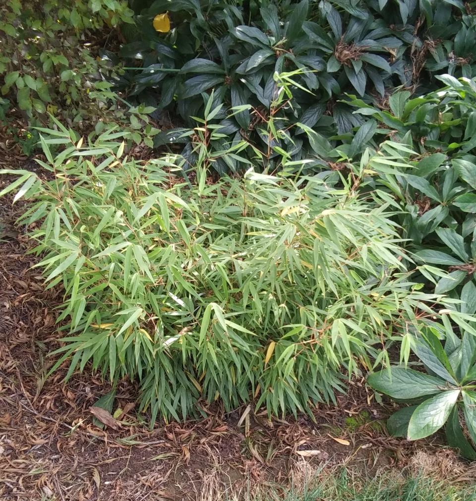 Dwarf bamboo can be a good ground cover in your garden.