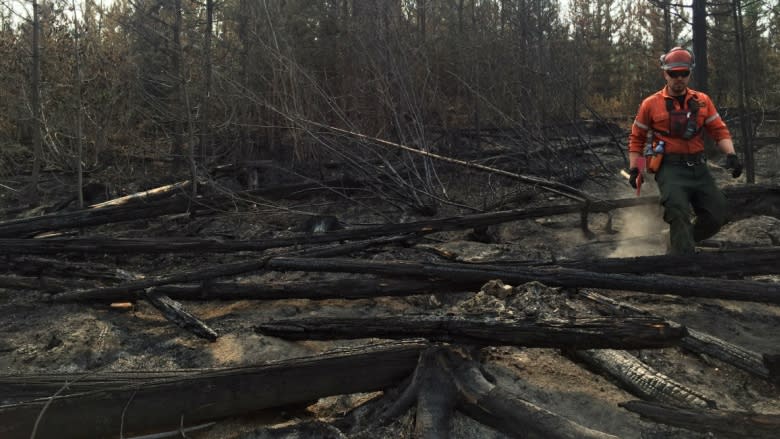 Not all timber destroyed by 2017 forest fires should be salvaged, chief forester says