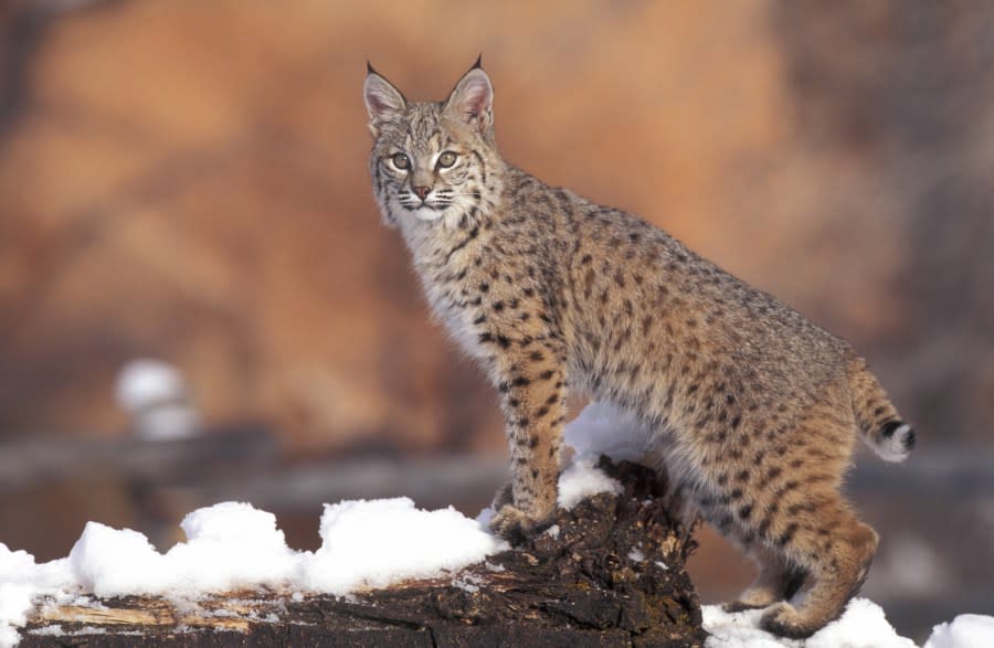 BOBCAT (FELIS RUFUS) ON SNOWY GROUND. UINTA NATIONAL FOREST, UTAH. H