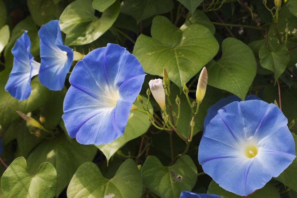 morning glory flower blooms, blue sunlit petals in garden