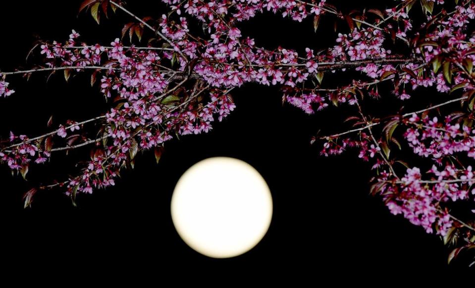 Chinese blossoms illuminated by the moon (PA)