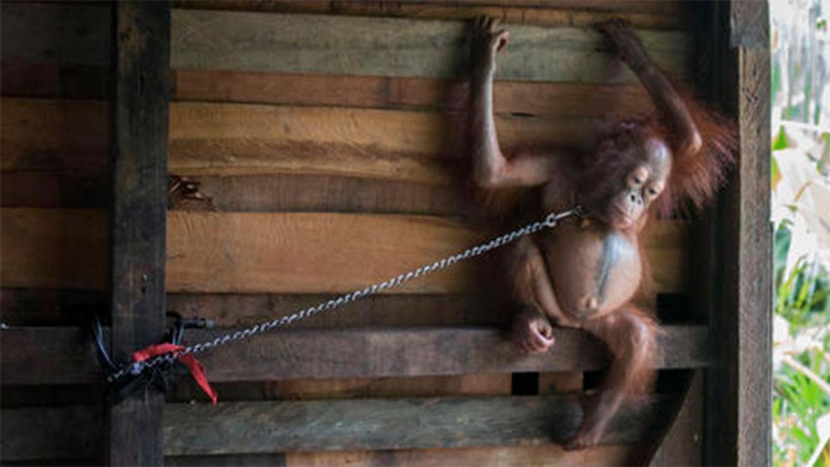 Baby Orangutan In Borneo by Gethinlane