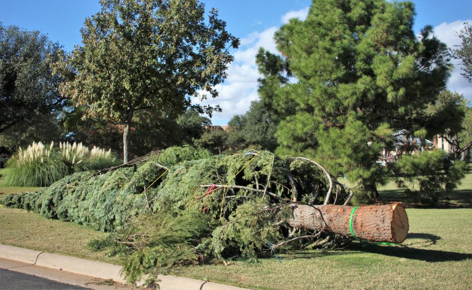 A fir tree was seen ready to go up on the campus of Hardin-Simmons University. That took a good chain-saw to cut down.