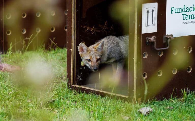 Los animales fueron rescatados del tráfico ilegal y rehabilitados en el Centro de Recuperación de Especies de Fundación Temaikén